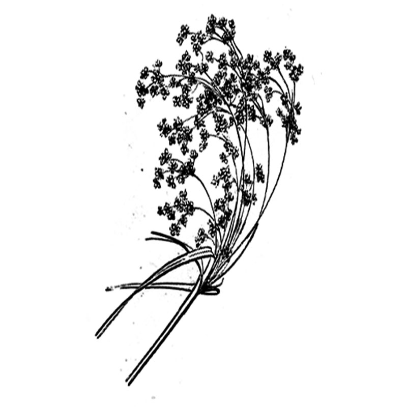 #2062 - Flower blown - Valentine/Nature